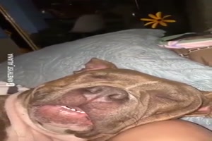 wer einen Hund hat hat immer etwas zu lachen