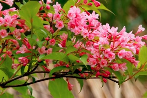 Printemps 20 - Frhling 20