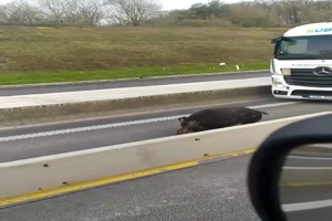 Wildschwein ist gemtlich unterwegs