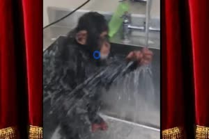 Lustige Tiere