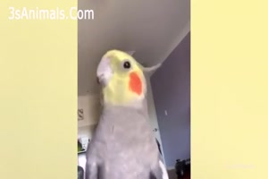 Lustige Vgel