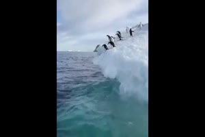 Tolle Tieraufnahmen