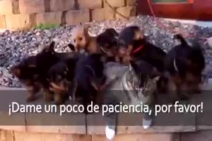 Hunde und Katzen