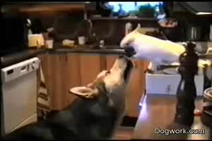 Tiere untersttzen sich