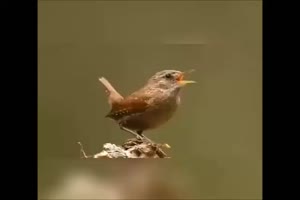 Vogel-Imitator