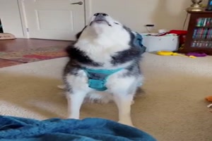 Hund kann toll singen
