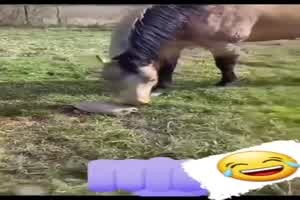 Pferd und Hund bekommen einen groen Schrecken