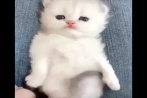 Katzen-Kitten , einfach nur s