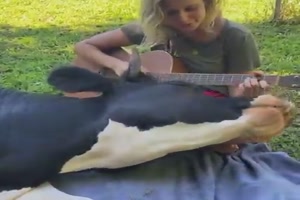 Diese Kuh liebt das Gitarre-Spiel