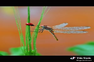 Flying insects - Fliegende Insekten