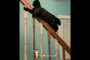 Lustige Katzen