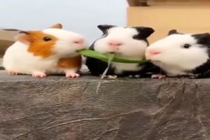 Lustige Meerschweinchen