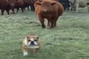 Dieser Hund geniet Respekt
