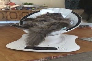 Katze mchte man sein