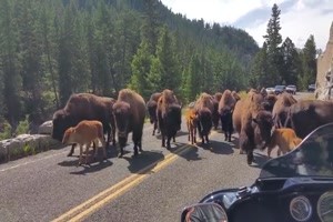 Bison Herde im Yellowstone