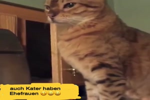 Kater haben Ehefrauen