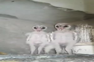 Aliens auf dem Dachboden