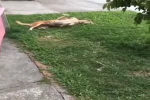 Ktzchen springt auf Hund