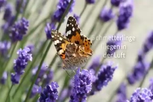 weiter