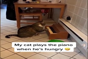 Katze spielt Klavier