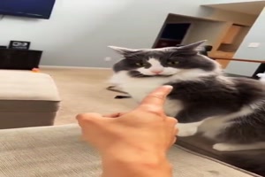 Katze h�rt nicht auf