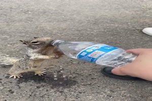 Ich hab doch auch Durst