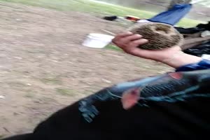 Igel