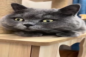 Katze kann es nicht fassen