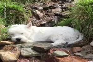 Witzige Hunde