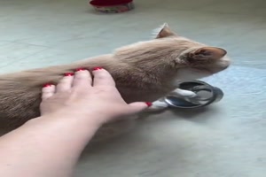 Katze will Futter und gibt nicht auf
