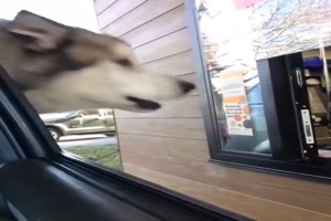 Hund will auch was haben