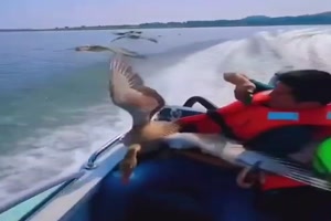 Enten-Korso