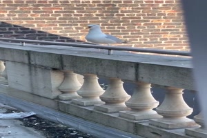 Lustige M�we bellt