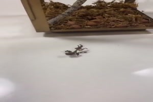Ab in den Kfig