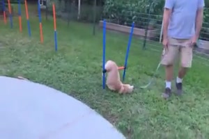 Anstrengender Hundeparkour
