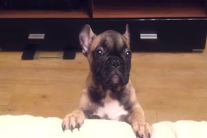 Lustiger Hund