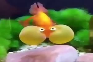 Ryby Super fish