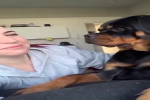 Hund verppelt