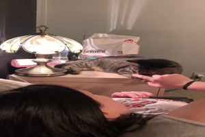 Die Lampe an der Katze anmachen