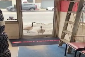 Rabiate Enten