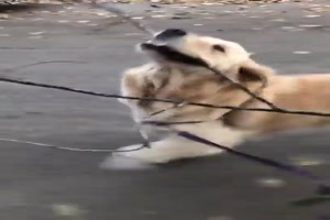 Der Hund freut sich