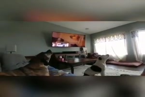 Hunde heulen mit
