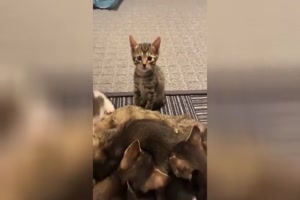 Ktzchen muss warten