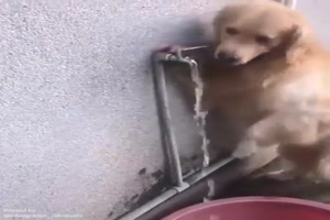 Schlauer Hund