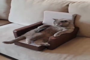 Katze guckt fern