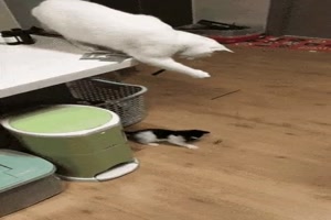 Das Ktzchen bespaen