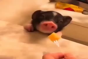 Animals 1