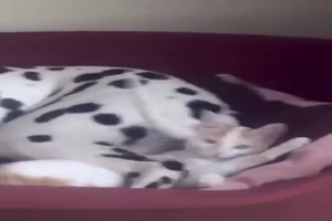 Schlechter Platz f�r das K�tzchen