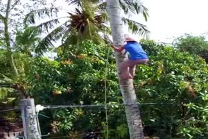 Palma palmboom Palm Tree