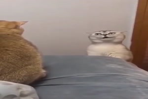 Katzen-Gesprch